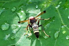 Polistes brunus