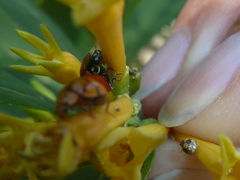 Psyllobora bicongregata
