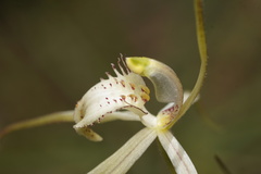 Caladenia × enigma