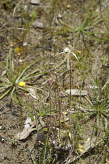 Caladenia × enigma
