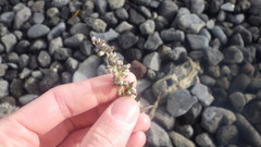 Artemisia vulgaris vulgaris