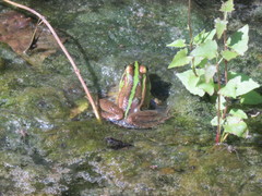 Pelophylax fukienensis