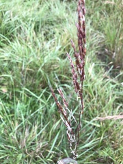 Sorghinae