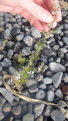 Artemisia vulgaris vulgaris