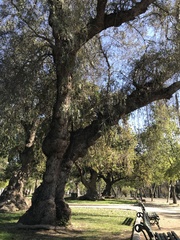 Schinus molle