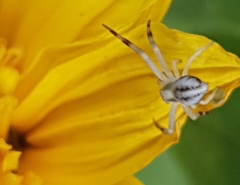 Misumena vatia