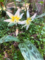 Erythronium multiscapideum