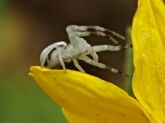 Misumena vatia