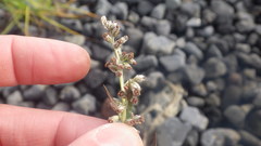 Artemisia vulgaris vulgaris