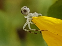Misumena vatia