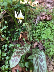 Erythronium multiscapideum