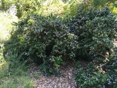 Ceanothus griseus
