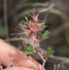 Calliandra conferta