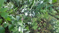 Cirsium arvense arvense