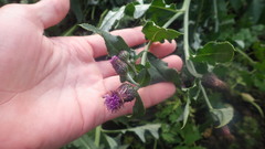 Cirsium arvense arvense
