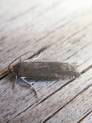 Grapholita tenebrosana