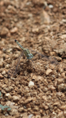 Diplacodes trivialis