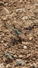Diplacodes trivialis