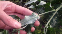 Cirsium arvense arvense
