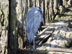 Ardea herodias