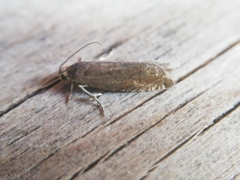 Grapholita tenebrosana
