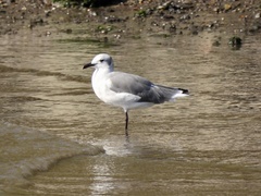 Leucophaeus atricilla