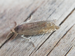 Grapholita tenebrosana