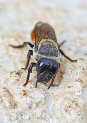 Megachile impressa