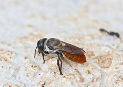 Megachile impressa