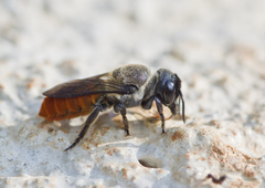 Megachile impressa
