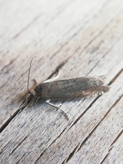 Grapholita tenebrosana