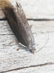 Grapholita tenebrosana