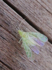 Malacocoris chlorizans