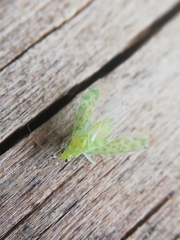 Malacocoris chlorizans