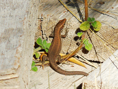 Algyroides moreoticus