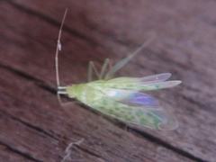 Malacocoris chlorizans