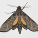 Isognathus allamandae - Photo (c) Alenilson,  זכויות יוצרים חלקיות (CC BY-NC), הועלה על ידי Alenilson
