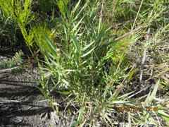 Ehrharta setacea scabra