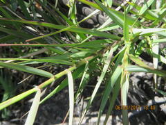 Ehrharta setacea scabra