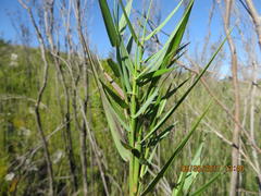 Ehrharta setacea scabra