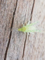 Malacocoris chlorizans