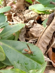 Polybia chrysothorax