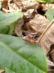 Polybia chrysothorax