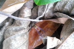 Polybia chrysothorax