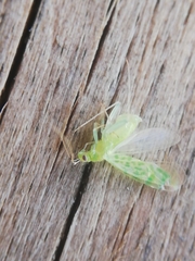 Malacocoris chlorizans