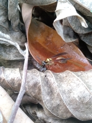 Polybia chrysothorax