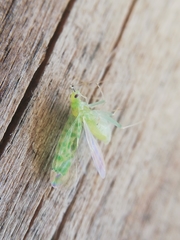 Malacocoris chlorizans