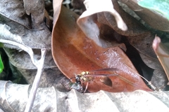 Polybia chrysothorax