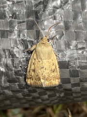 Heliocheilus paradoxus