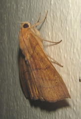 Heliophisma klugii